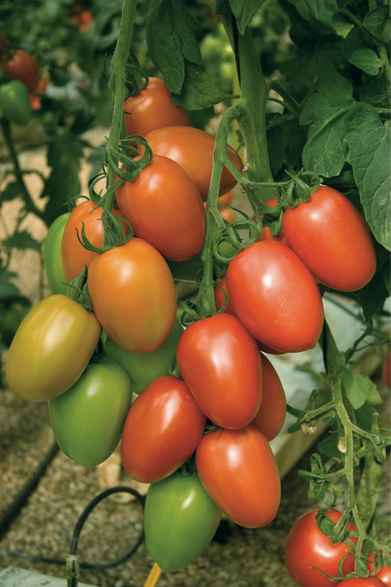 Первые семена томаты. Томат Гранадеро f1. Томат Фитоус. Томат Гренадеро ф 1. Черри де Барао.